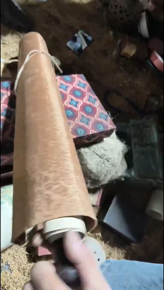 香榧木（1个黄色普通话）