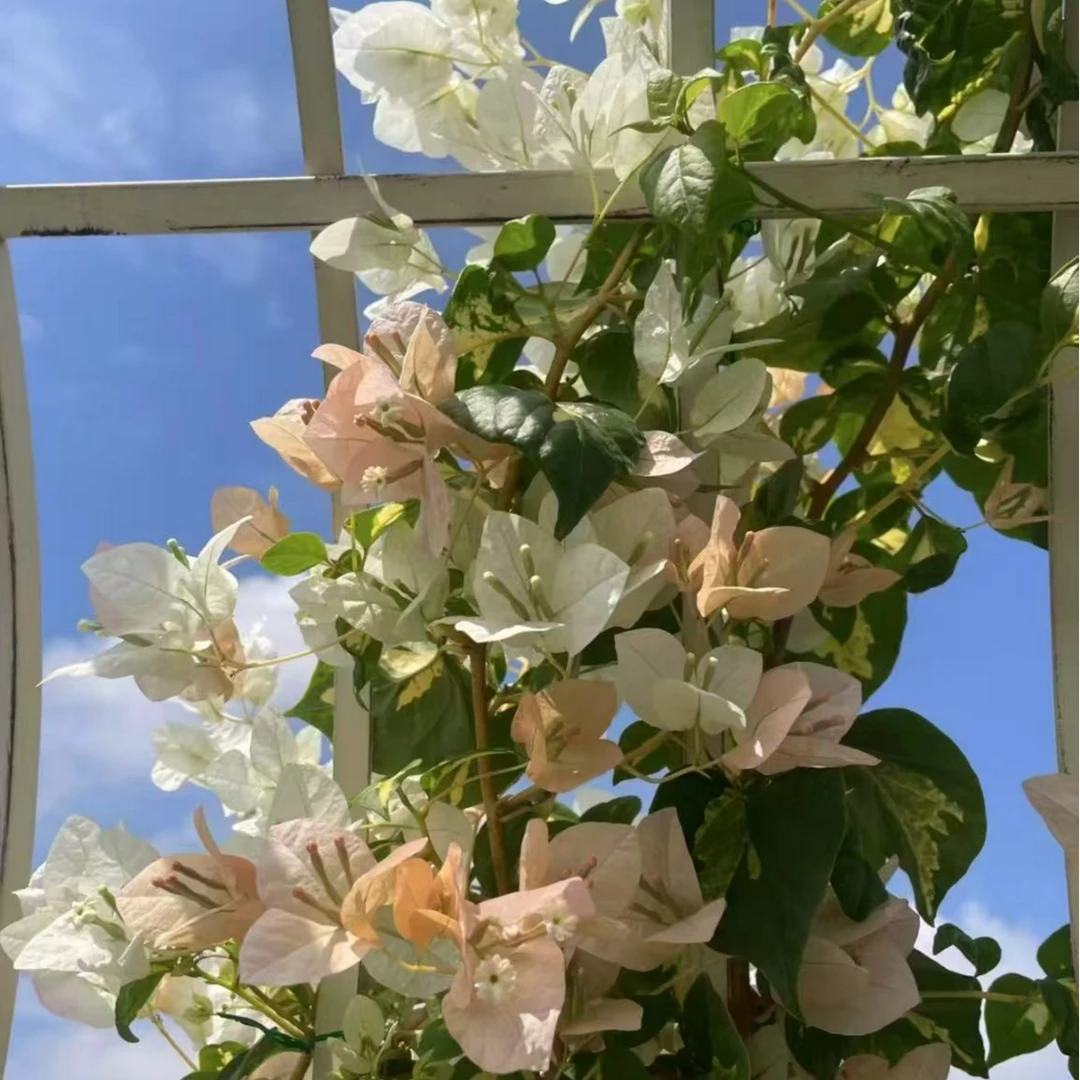 【金心黄白】品种袋苗三角梅四季勤花爬藤绿植（无售后）