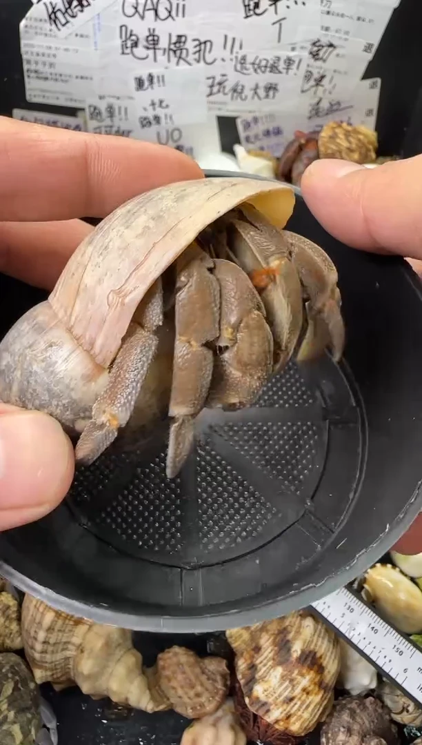 2.9口灰白一只，不包全品