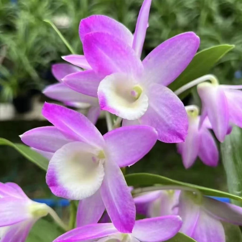 兰花 石斛兰 春石斛 《桃花女》落叶开花型 原盆原土发货