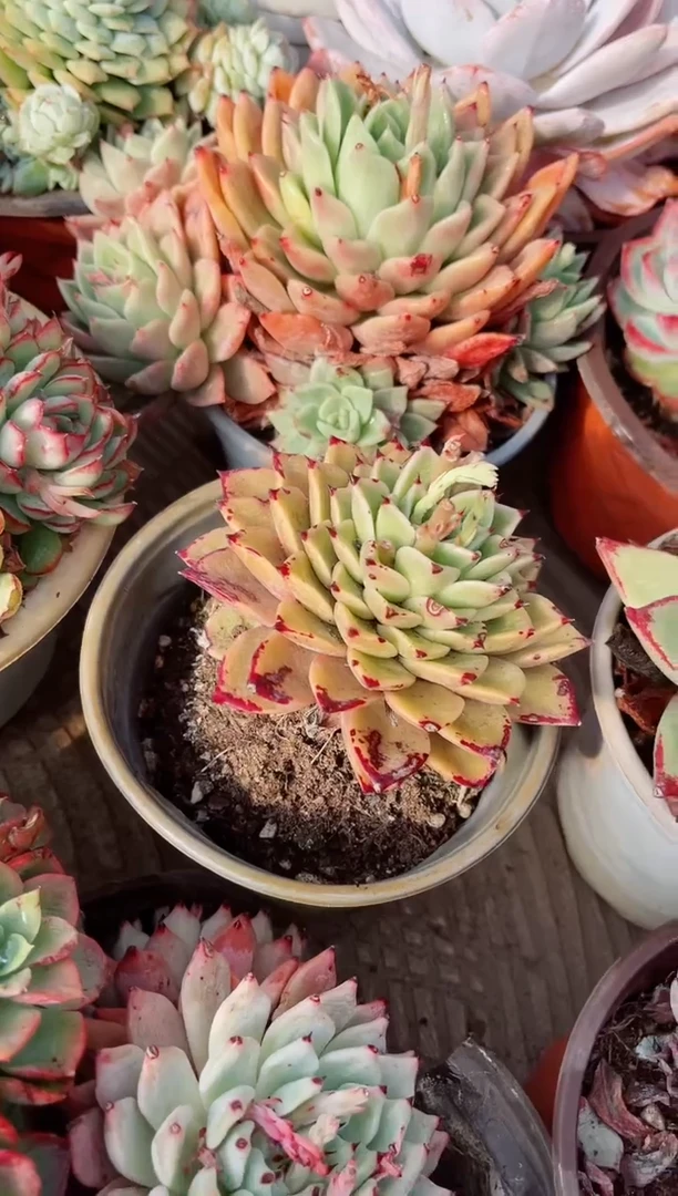 【闪购商品】26170