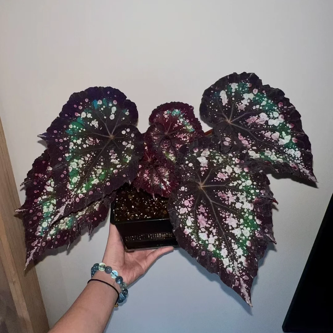 【热植馆】嘉顿先生秋海棠热带植物绿植花卉植物室内高端植物观赏