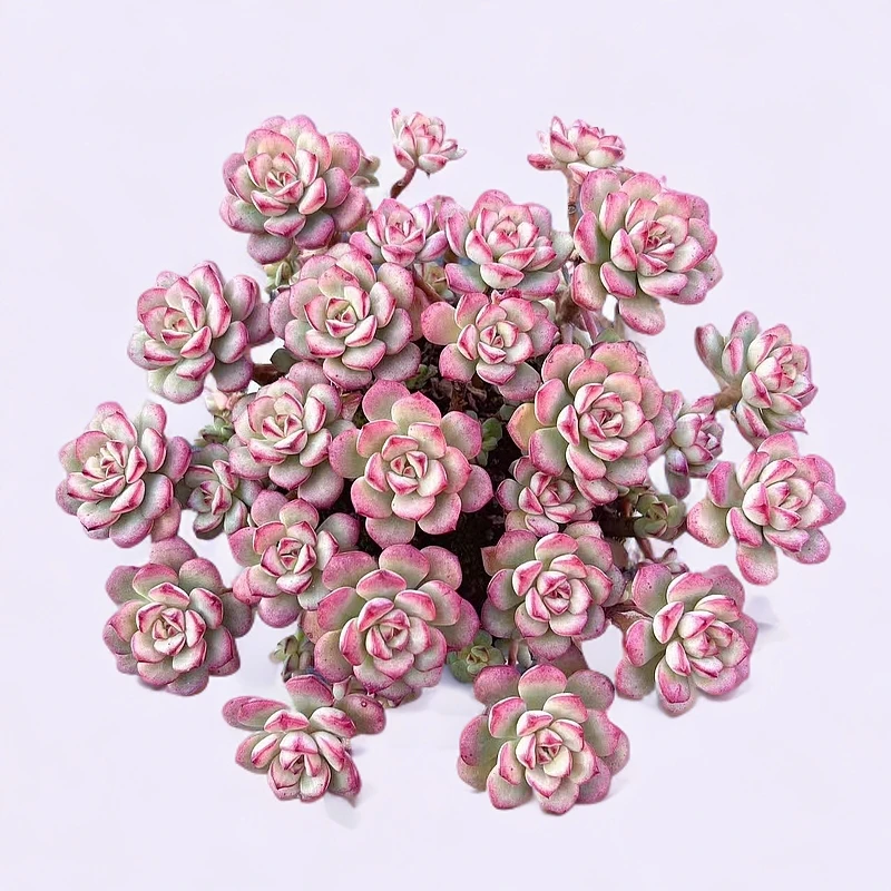 【探戈】带盆土 两单包邮 以直播为准 燕子多肉