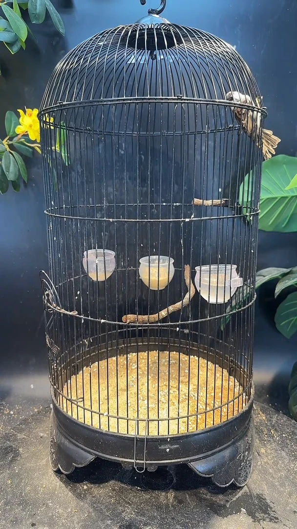 虎皮鹦鹉4号山麻雀养笼0元起拍