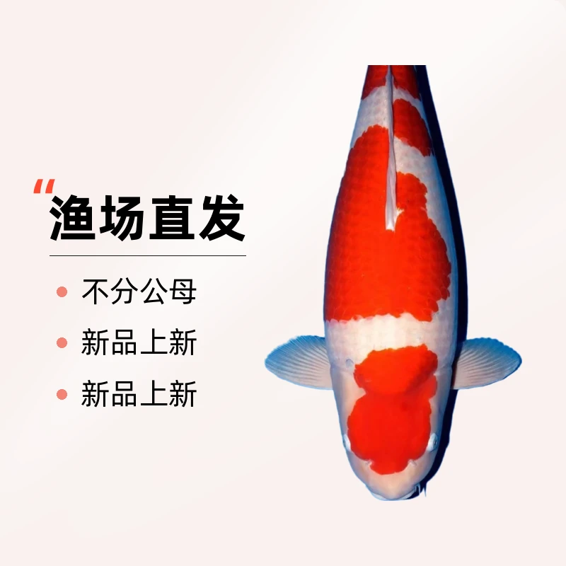 直播改价链接   各规格 精品锦鲤  渔场直发