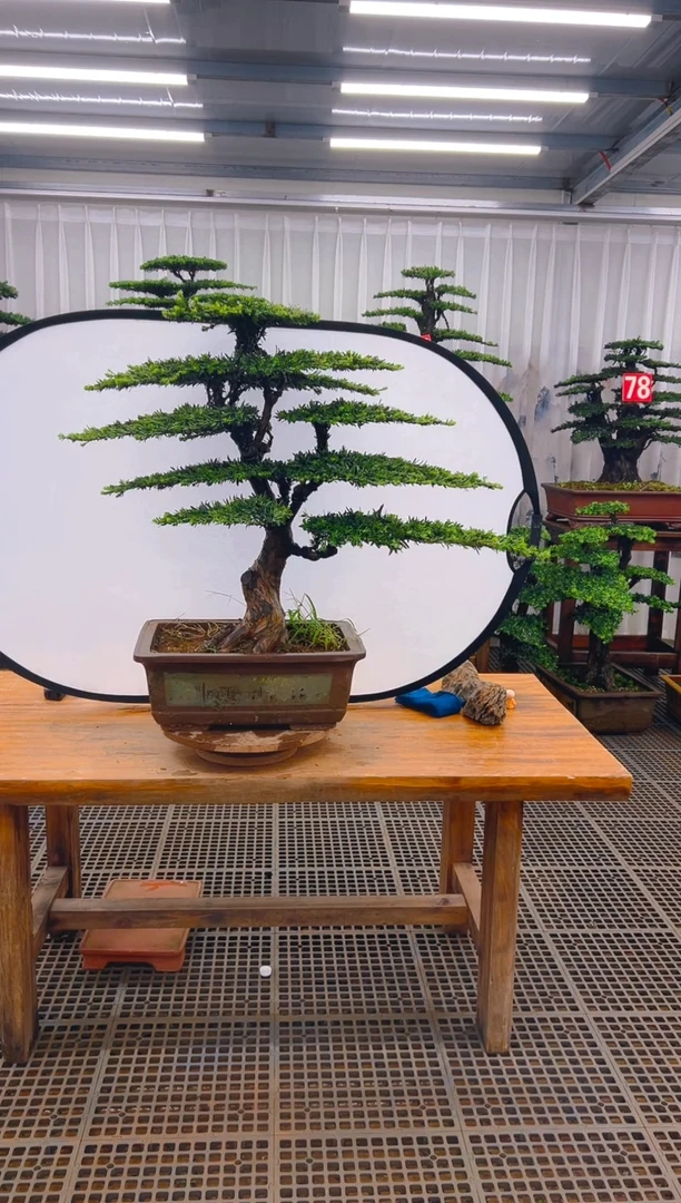 无花朵北**9精品盆景直播间一物一拍