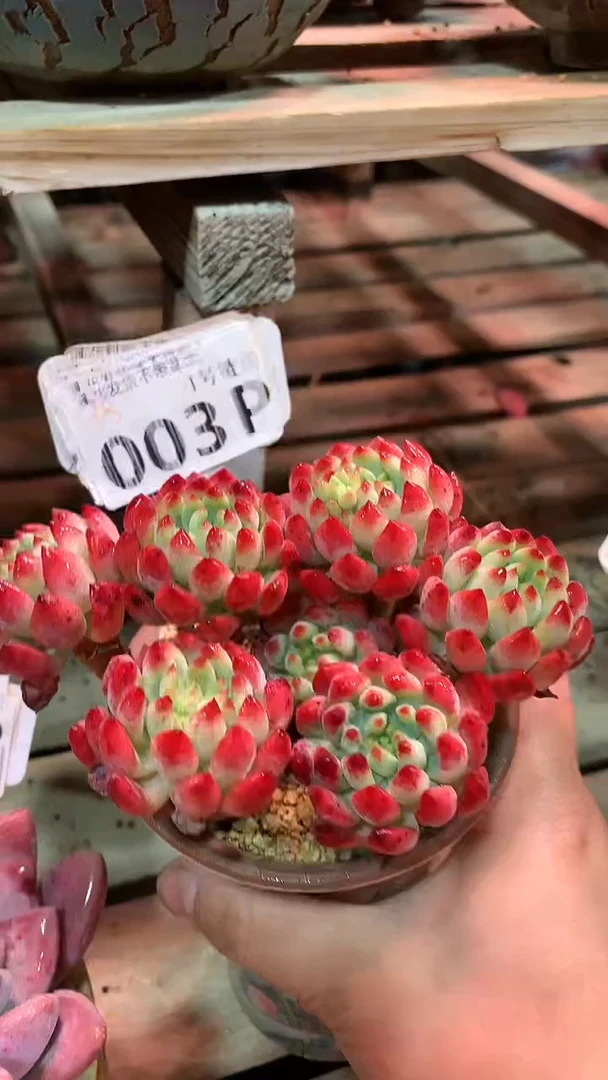 【闪购商品】003PPP