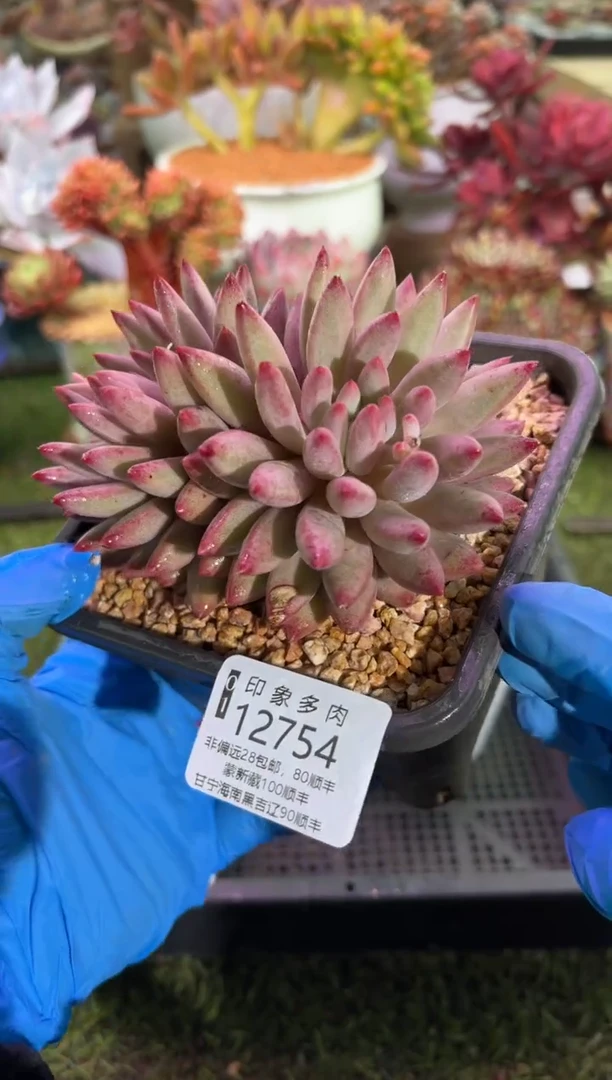 【闪购商品】12754