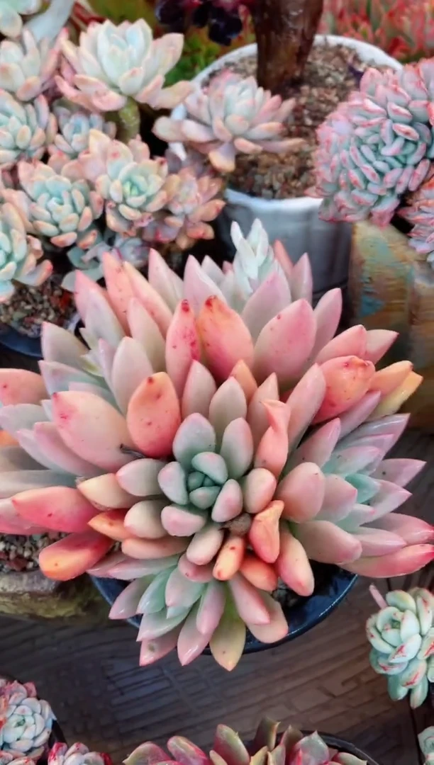 【闪购商品】22104