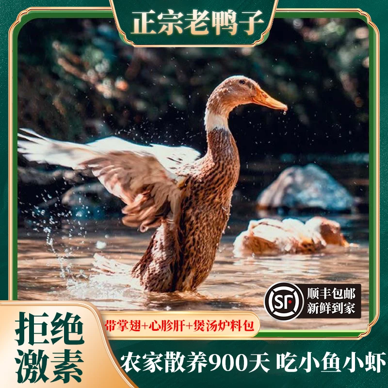 农家新鲜土鸭肉水库放养土鸭农村农家散养4年老鸭子净重6斤顺丰