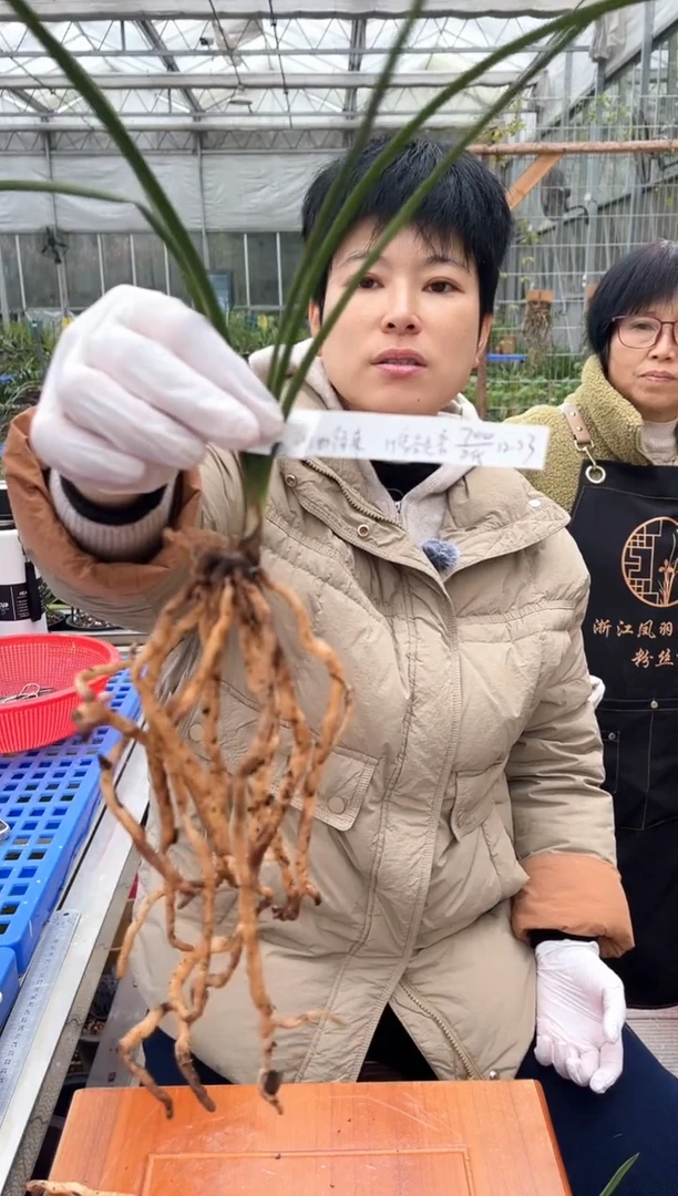 当前无花朵，栽培后可花朵油**来空谷足音，，，油好往来