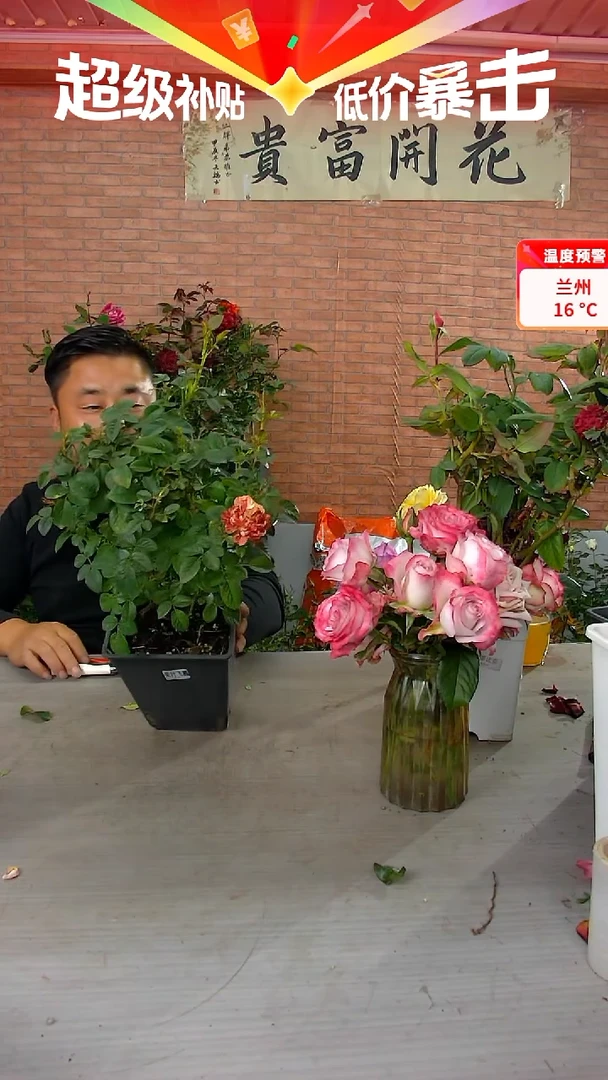 当前无花朵，栽培后可花朵果汁飞溅