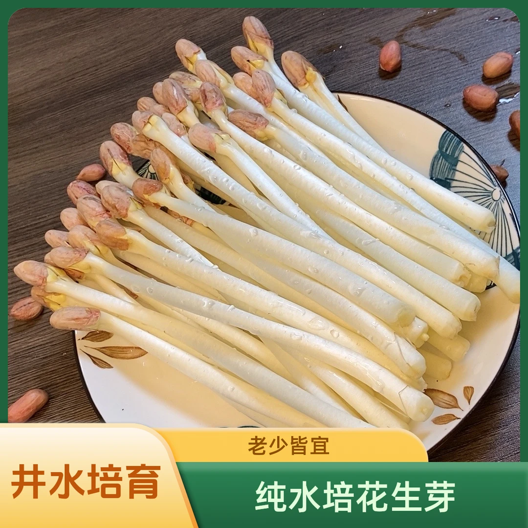 纯水培花生芽两斤装