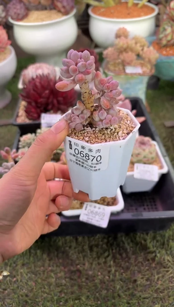 【闪购商品】06870