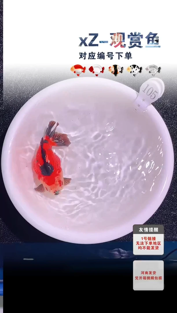 金鱼包装必拍未拍顺丰到付105号