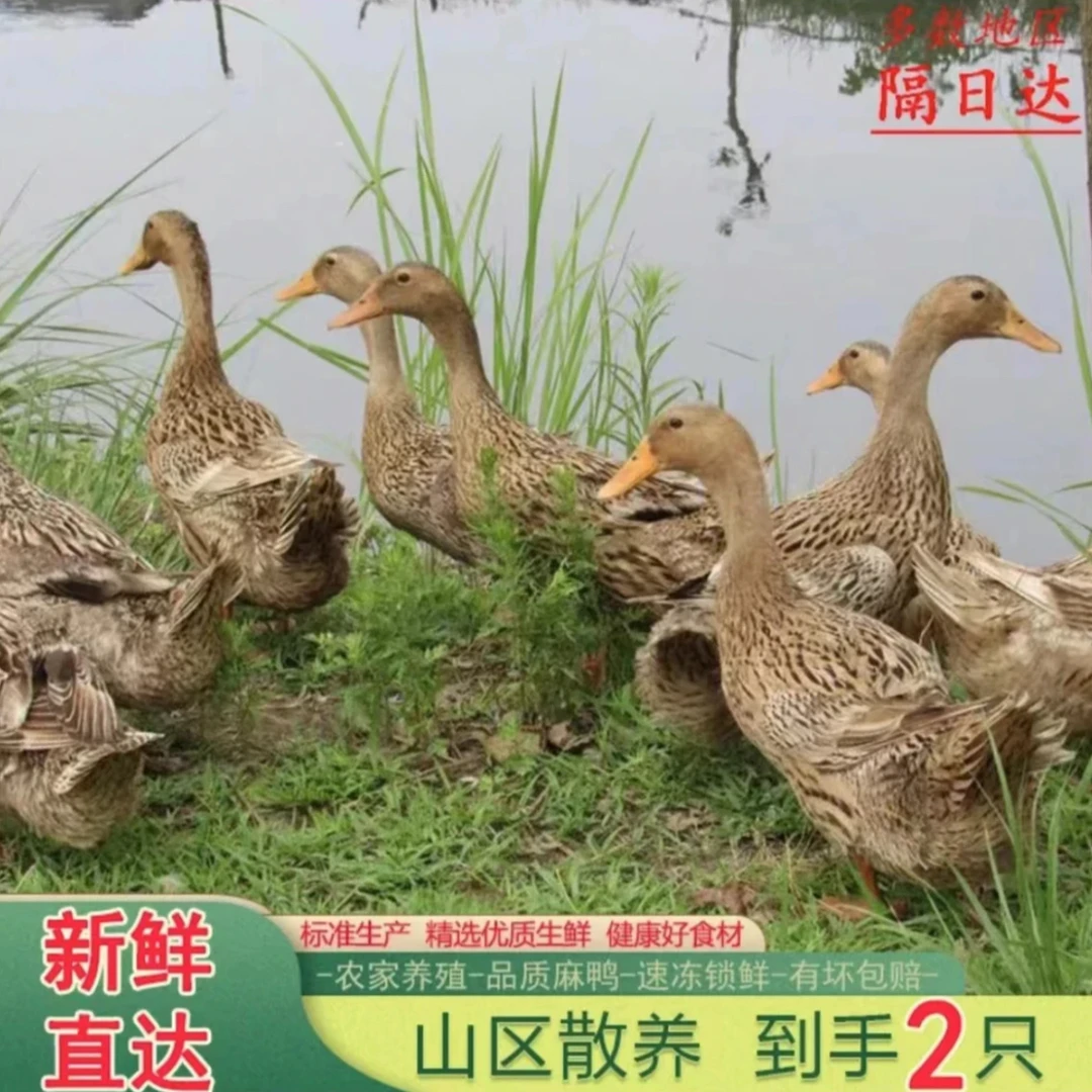 【顺丰发货】拍一发二到手两只农家散养土鸭 带箱5斤新鲜白条鸭