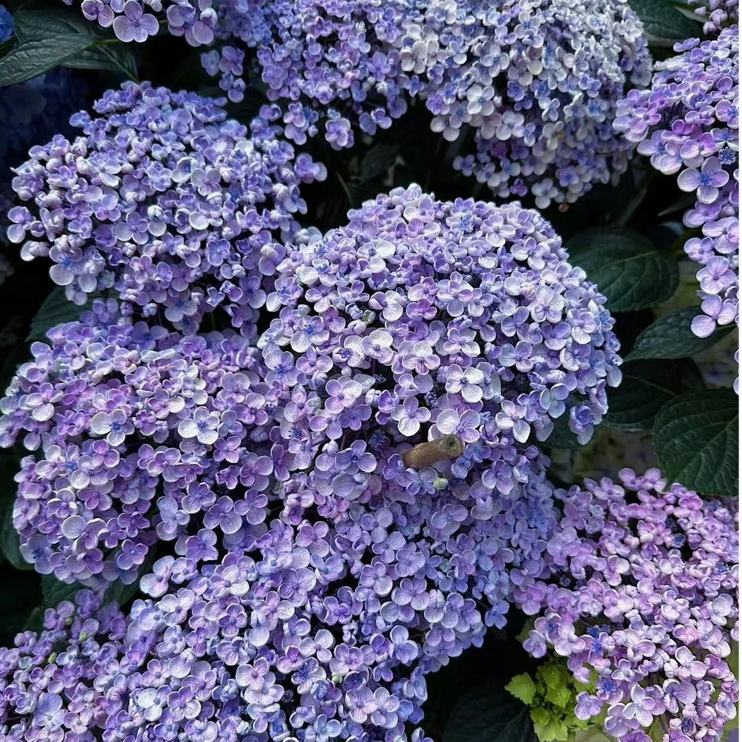 滇禾【爆米花】大花绣球老庄露天苗    云南昆明发货
