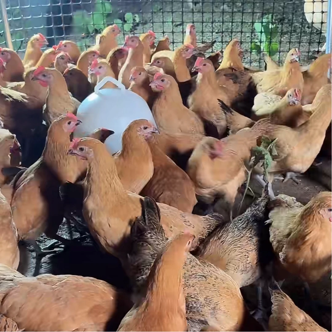 活体红瑶宠物鸡包邮到家