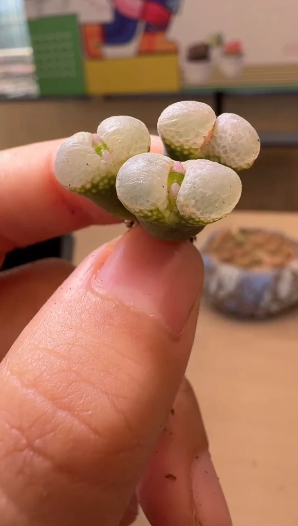 多肉植物肉锥生石花14-37粉眼豆豆