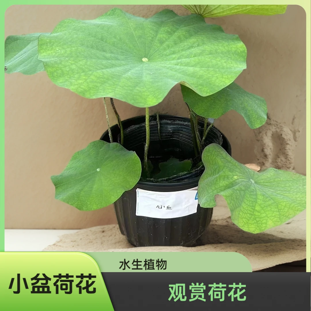 大型观赏型荷花盆栽.别墅.庭院.造景.池栽水培植物带花苞基地发货