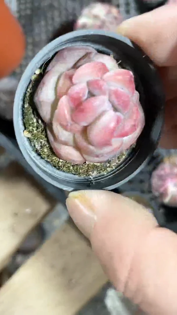 【闪购商品】50琥珀单头多肉