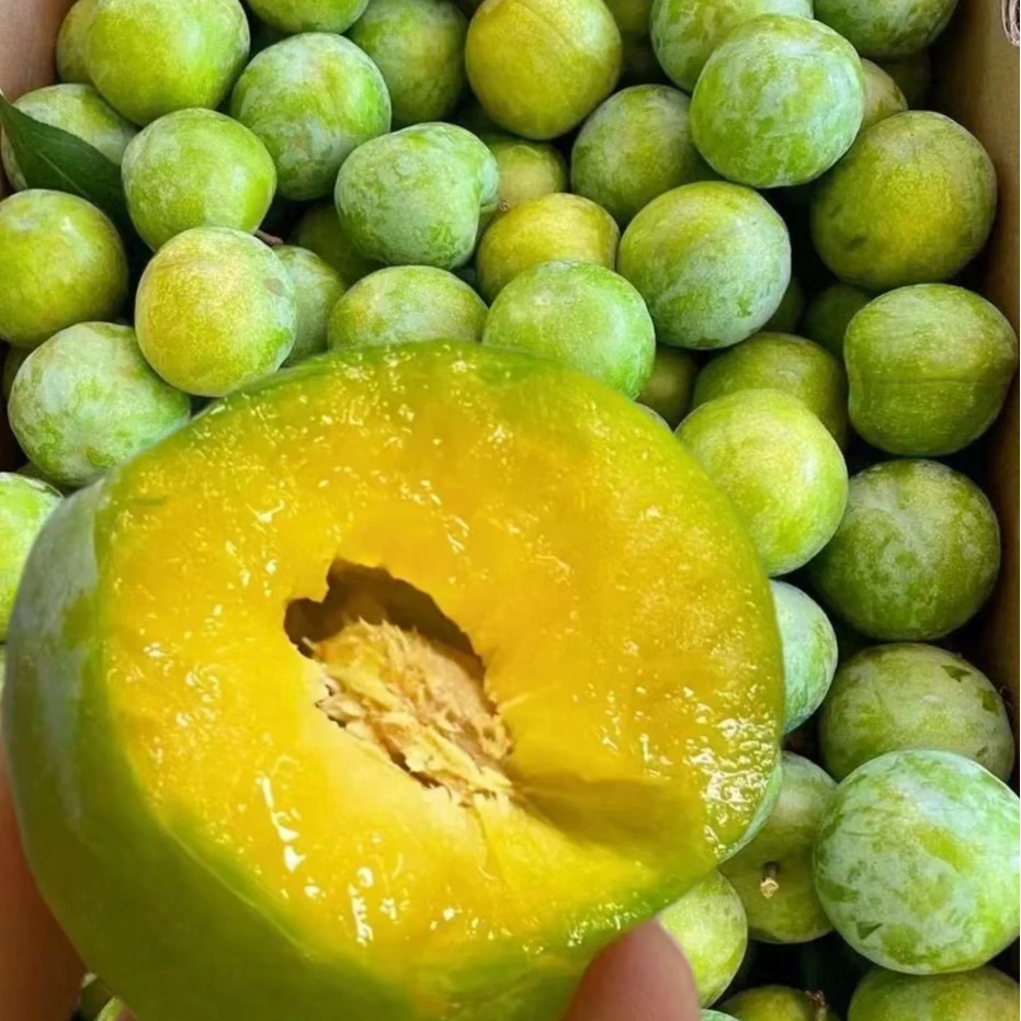 10贵州蜂糖李 大果 脆甜 新鲜采摘 现货先发 只发川渝贵州省