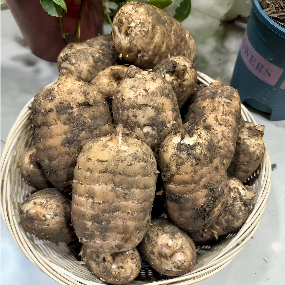 【新鲜乌天麻】 云南昭通彝良小草坝 产地直发炖鸡煲汤泡酒斤礼品盒