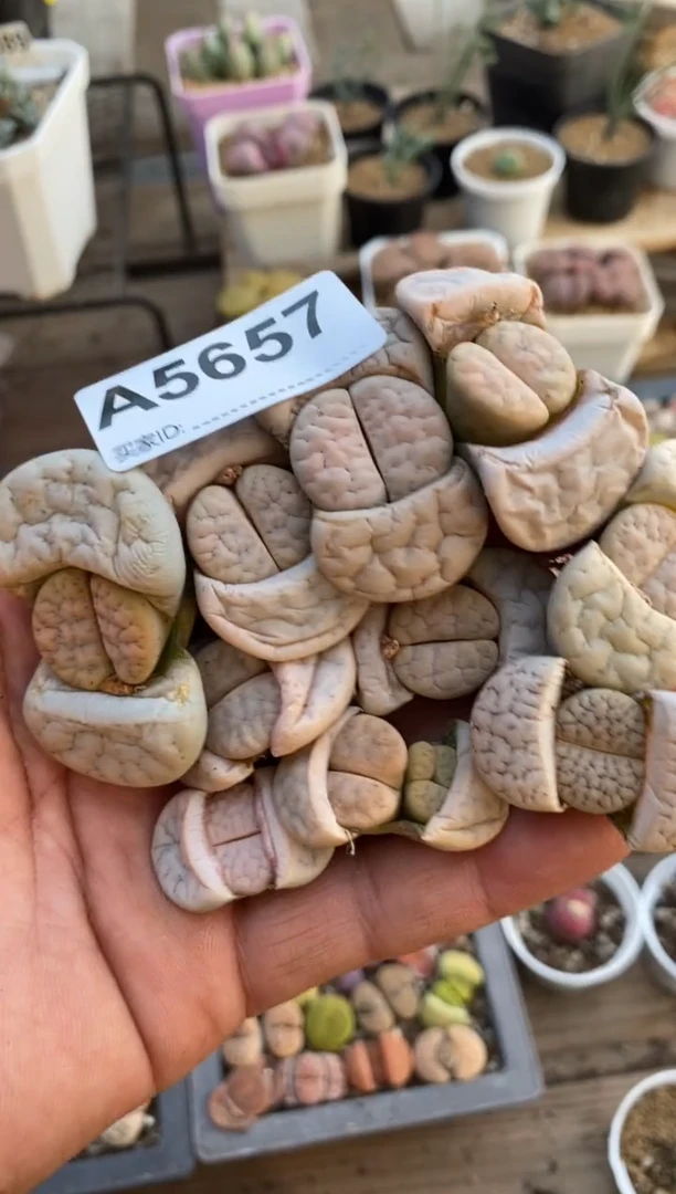 【闪购商品】5657直播一物一拍