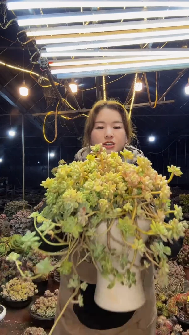 【闪购商品】大奶酪蛋糕脱土包邮