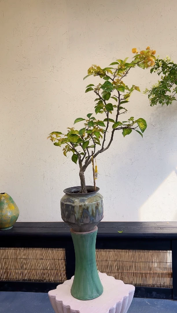 以实际为准～***～柠檬黄