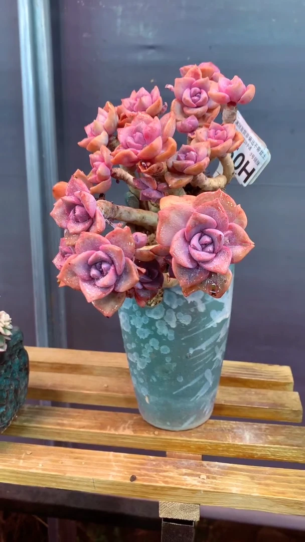 350H（一物一拍，精品多肉.二十八包邮非偏远）