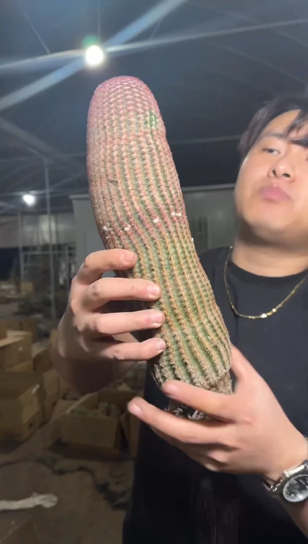 高20cm+ 红太阳【带根】