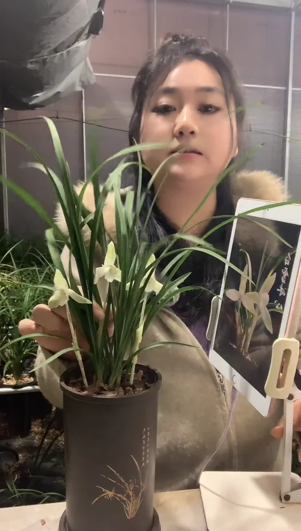 大部分开放少量花苞白雪冰心6苗带花种好发货