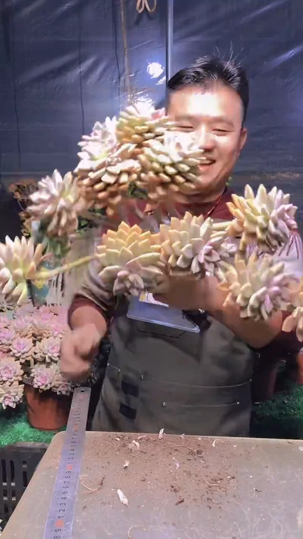 194淡雪缀化一物一拍