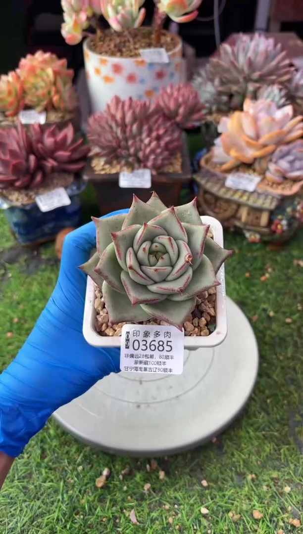 昆明印象多肉03685