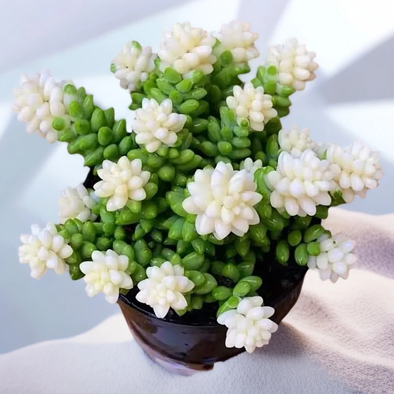 T【雪花玉坠】 空气好耐旱 室内年宵纳福云南实物发货 品相好包售后