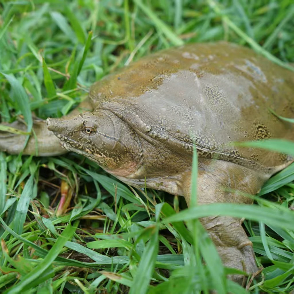 （侠姐甲鱼）3只母甲鱼共5斤（路损2两左右）