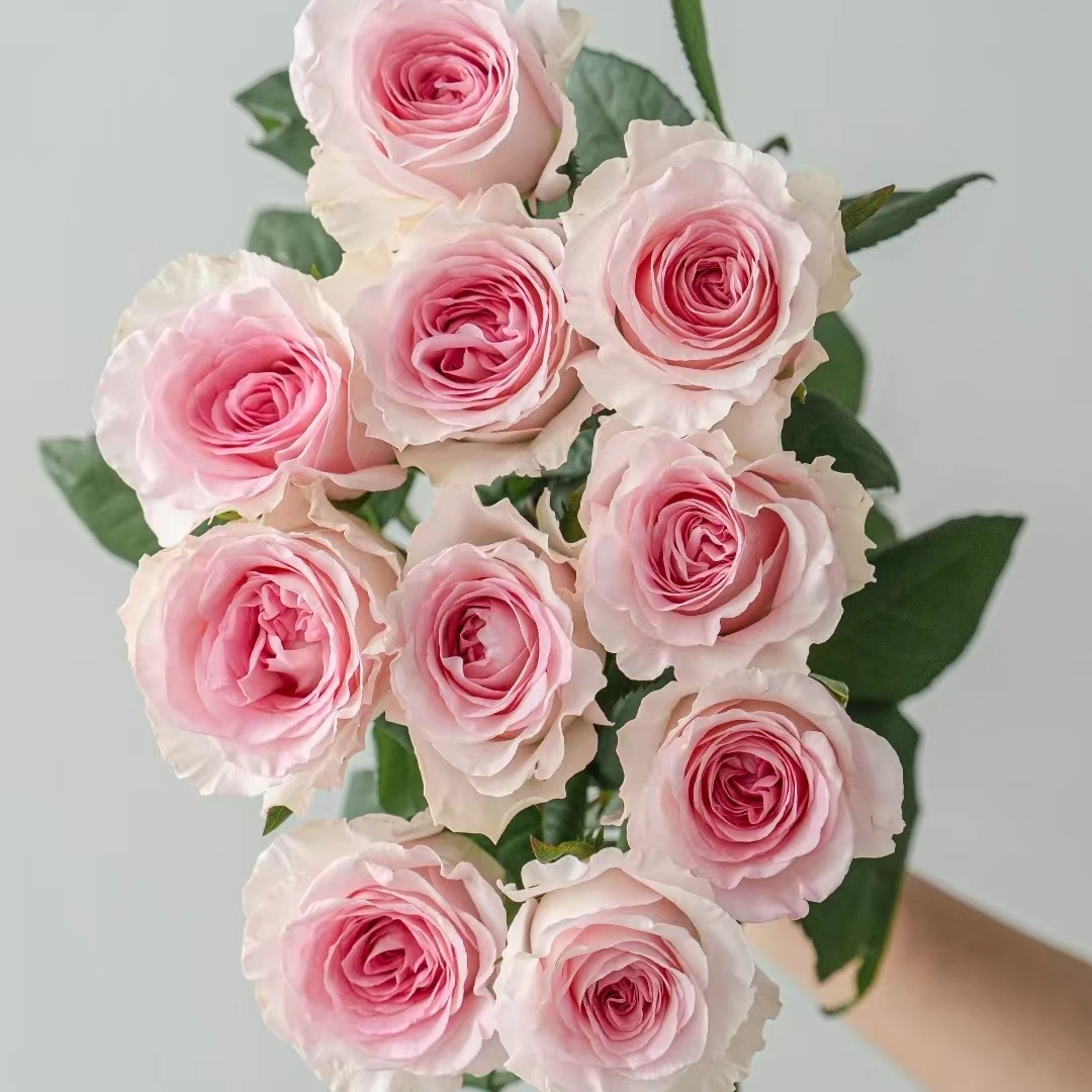 【洛神玫瑰批发】粉色玫瑰鲜切花云南基地现采现发顺丰包邮