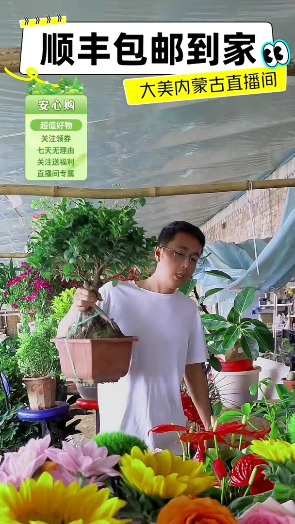 完全开放人生榕盆栽