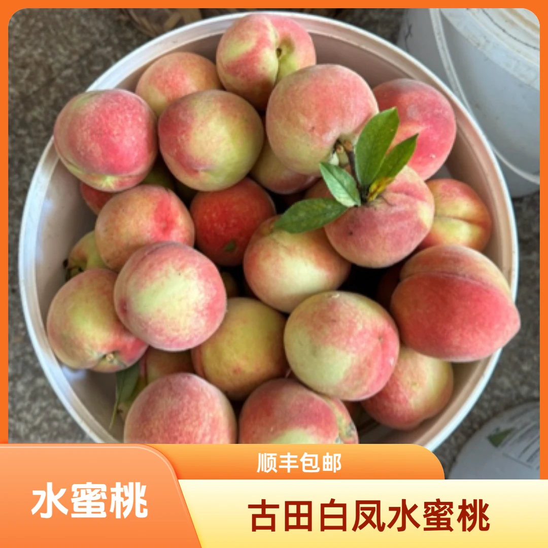 【顺丰包邮】古田水蜜桃脆桃新鲜当季水果脆甜可口现摘现发福建省
