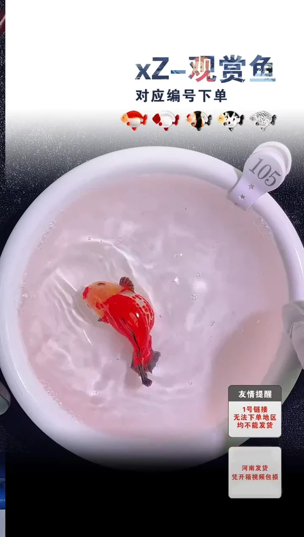 金鱼未拍包装顺丰到付105号