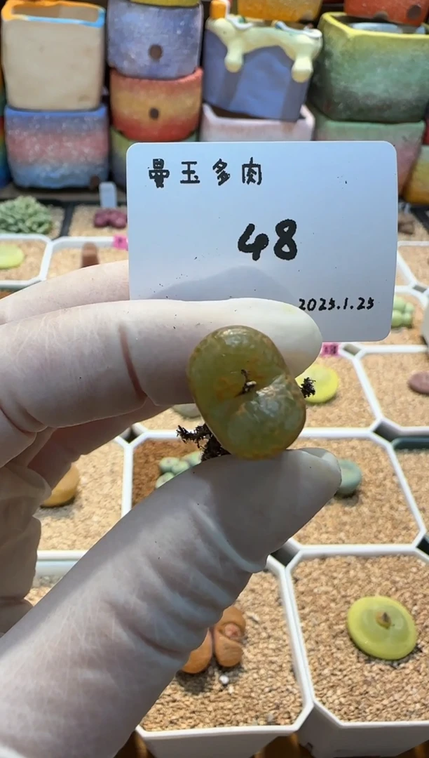 【闪购商品】25.1.25-48遇见