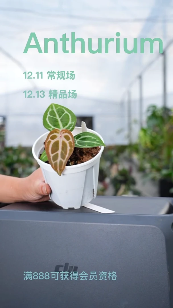 完全开放玛卡龙2号