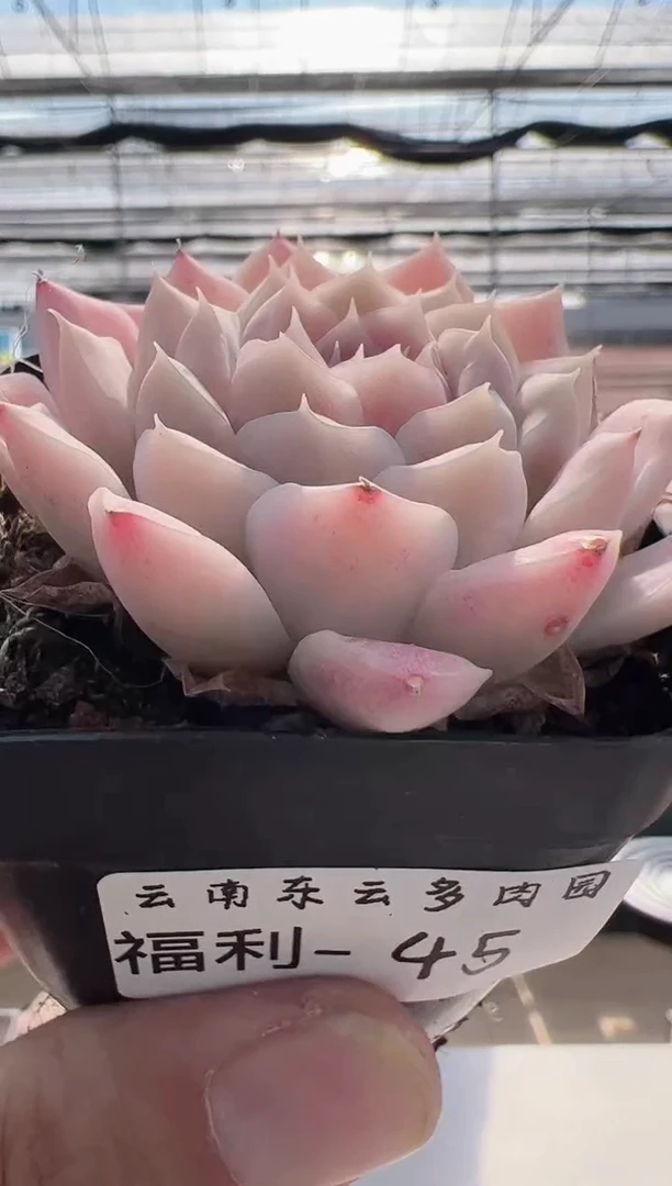 【闪购商品】福利款-45