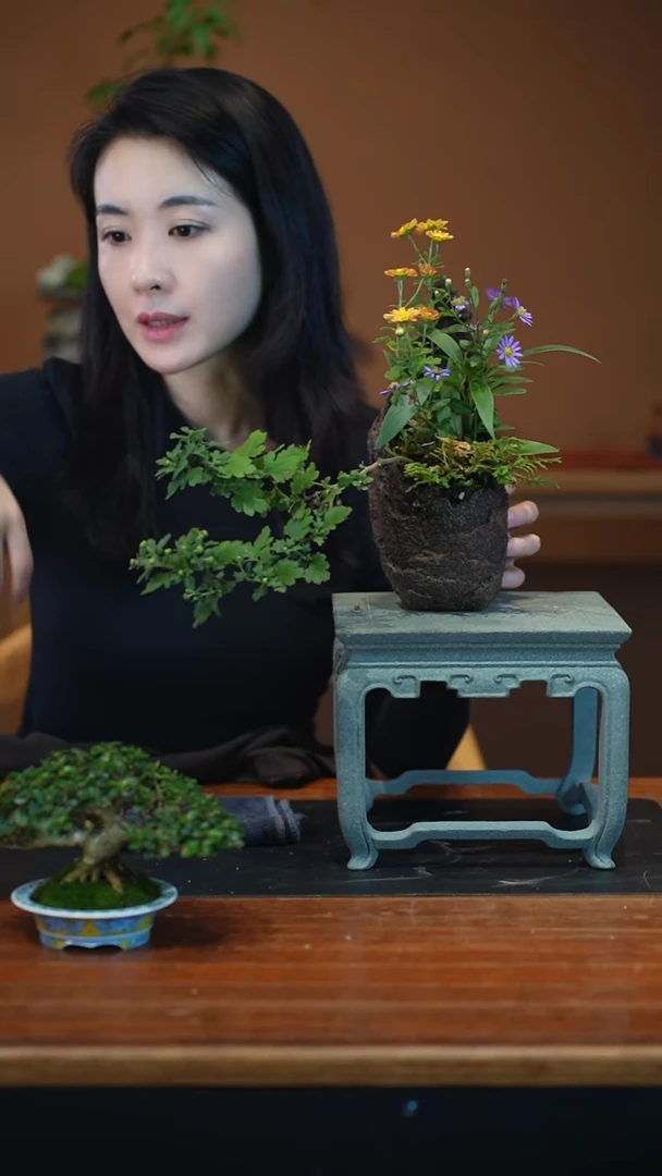 全部花朵悦**店山野草盆景盆景
