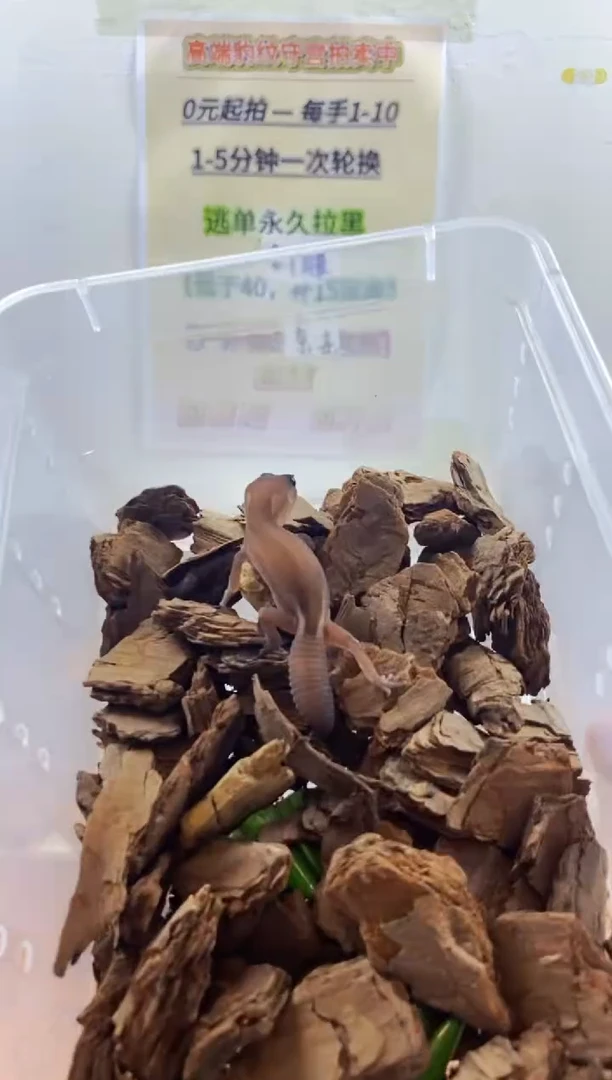 豹纹守宫豹纹守宫幼苗亚成体成体肥尾