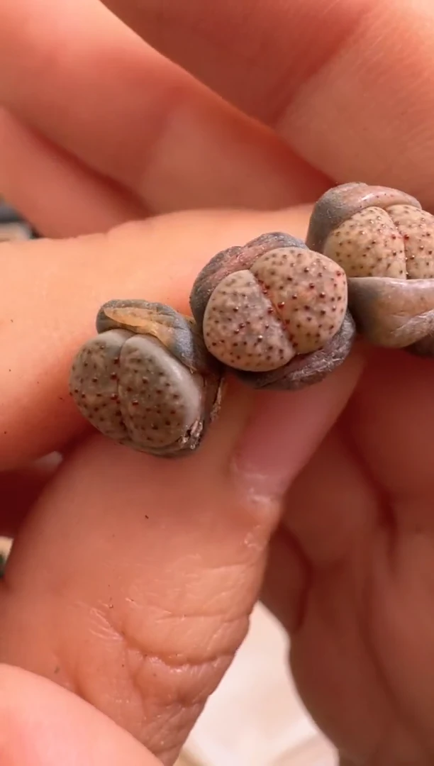 美丽的肉石头12-54