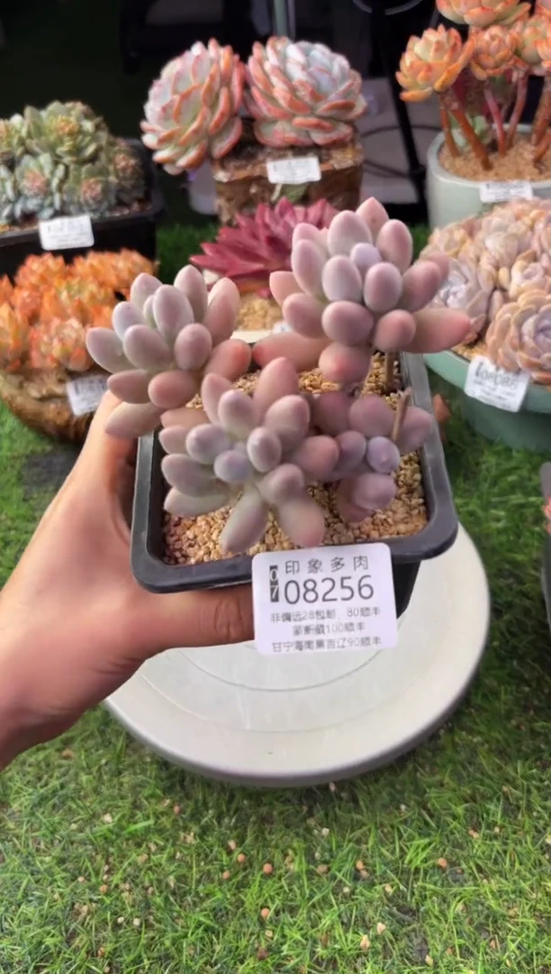 昆明印象多肉08256