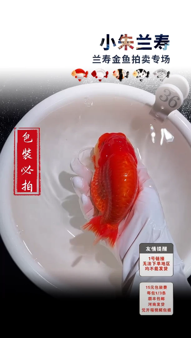金鱼包装必拍未拍顺丰到付36号