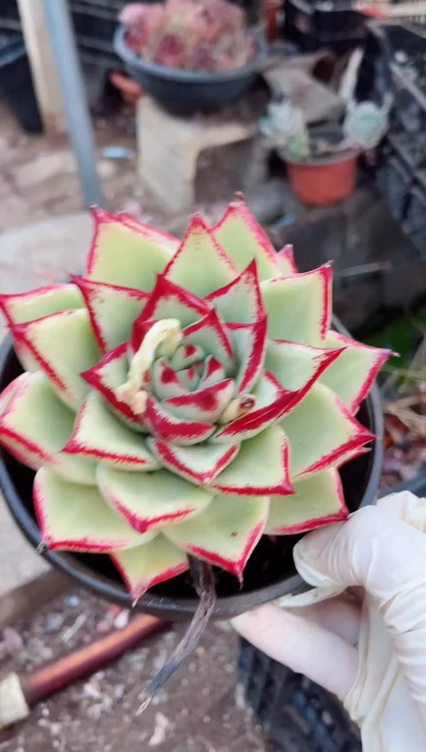 【闪购商品】14077